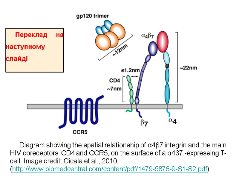 Diagram showing the spatial relationship of α4β7 integrin and the main HIV coreceptors, CD4